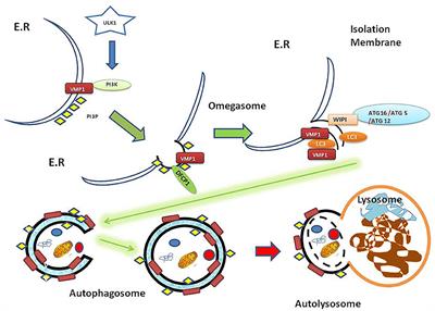 Secretory Autophagy and Its Relevance in Metabolic and Degenerative Disease